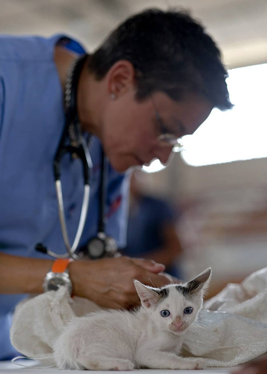 medical grants for cats