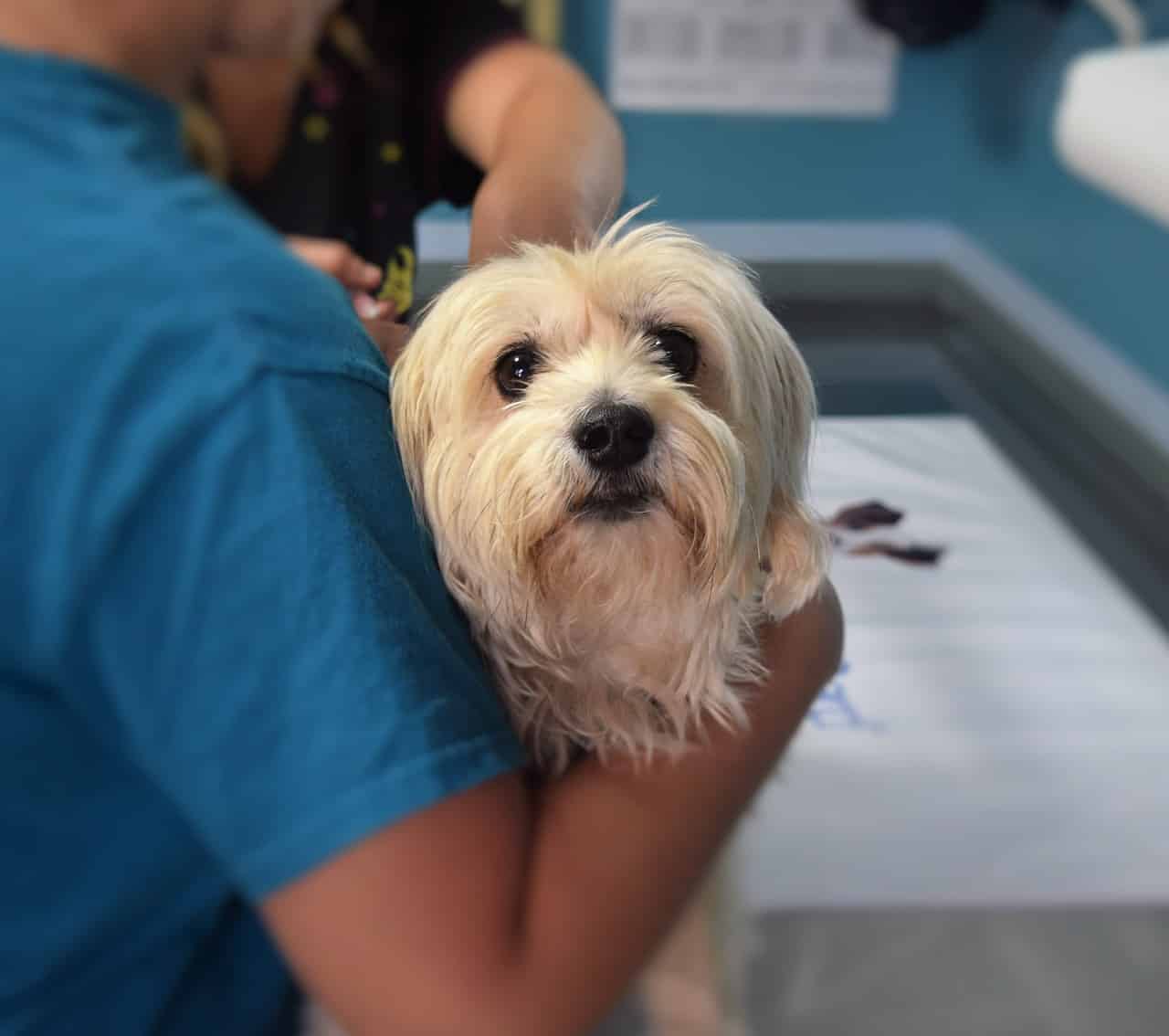 medical grants for dogs