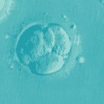 IVF Grants in NJ