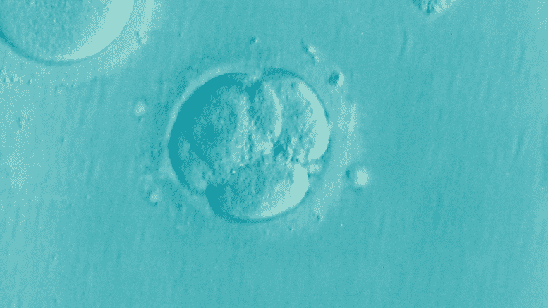 IVF Grants in NJ