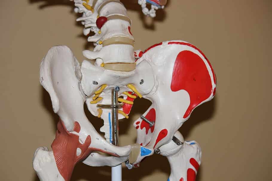 What Surgeon Makes the Most Money - Orthopedic Surgeon - Hip and Joints
