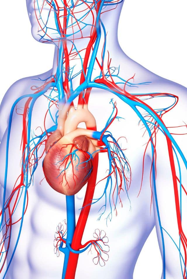 Do Blood Thinners Decrease Blood Pressure
