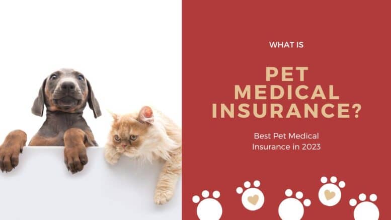 What Is Pet Medical Insurance