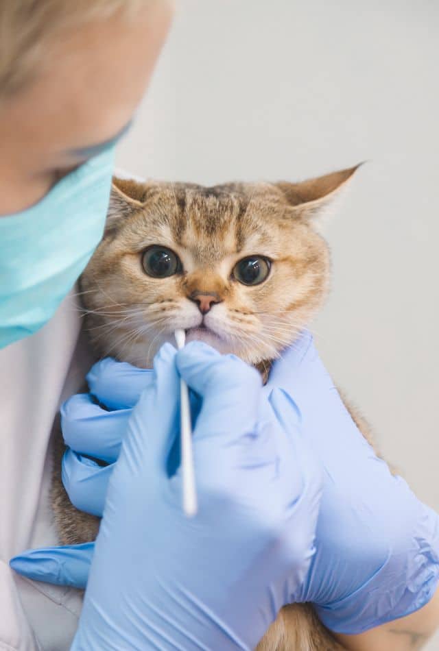 What Is Pet Medical Insurance